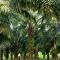 Palmöl Plantage